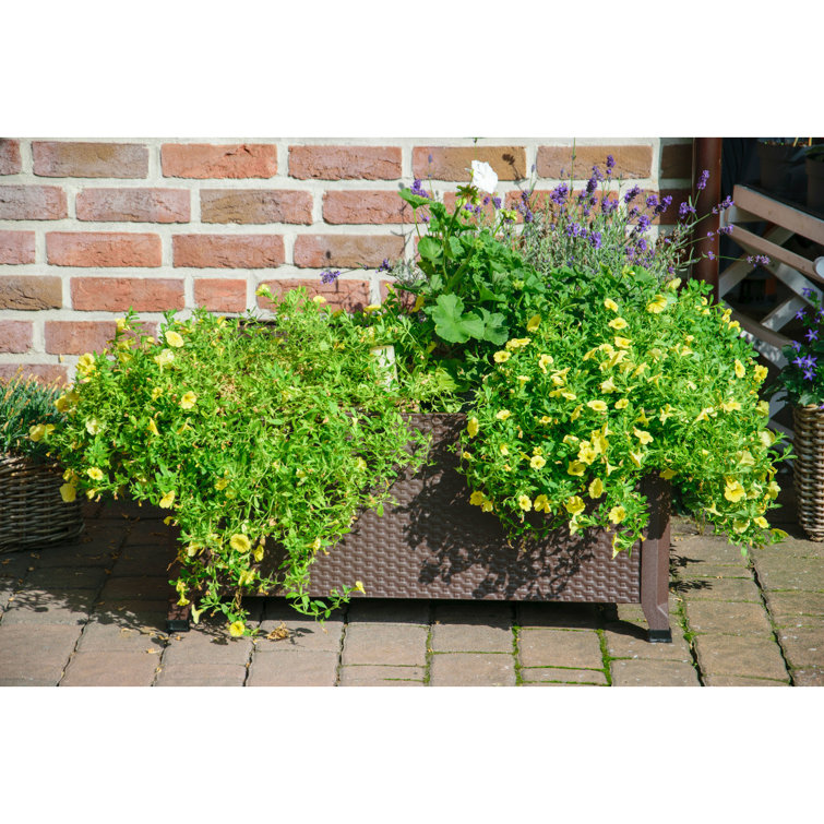 Latitude Run Rattaneffect metal raised bed, 80 x 80cm Wayfair.co.uk